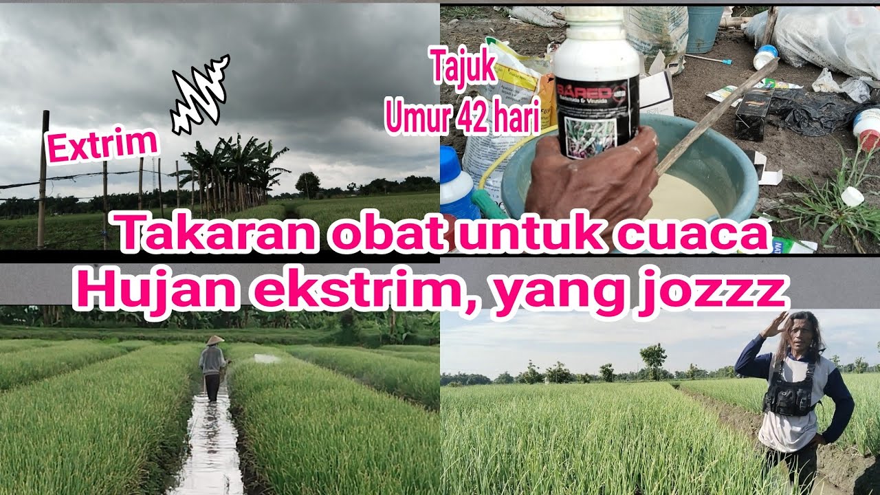 tutorial tanam bawang merah, pengobatan bawang merah usia 42 hari di cuaca penghujan  ekstrim
