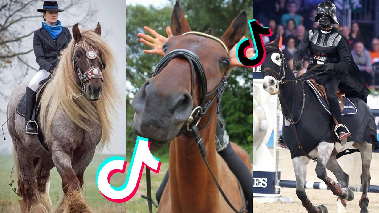 The Best HORSE - TikTok Compilation #50