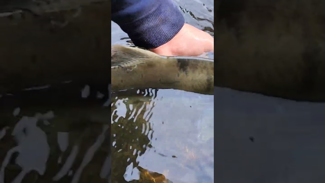 Pink Salmon release