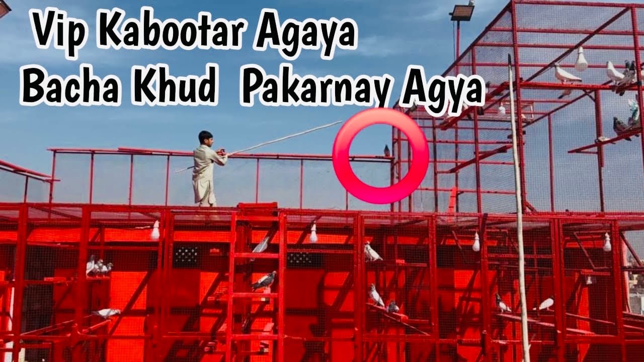Bachay Ka Kabootar Agaya Mery Pass 