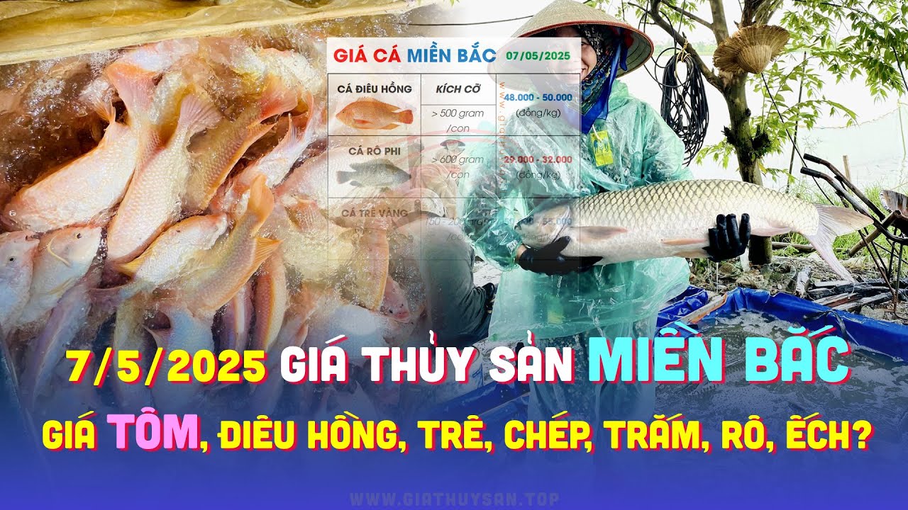 Gi&aacute; C&aacute; Miền Bắc 7/5/2025 ✅ Gi&aacute; C&aacute; Trắm Đen, Cỏ, Ch&eacute;p, Đi&ecirc;u Hồng, R&ocirc; Đồng, Phi, Tr&ecirc; V&agrave;ng, Ếch & T&ocirc;m