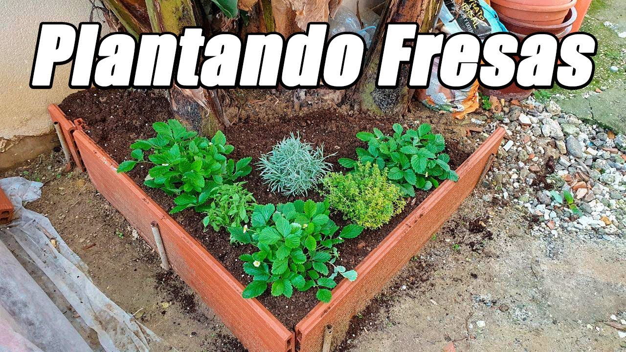 Plantando Fresas y Varias Aromáticas | Beneficios Para El Huerto | La Huerta De Alber