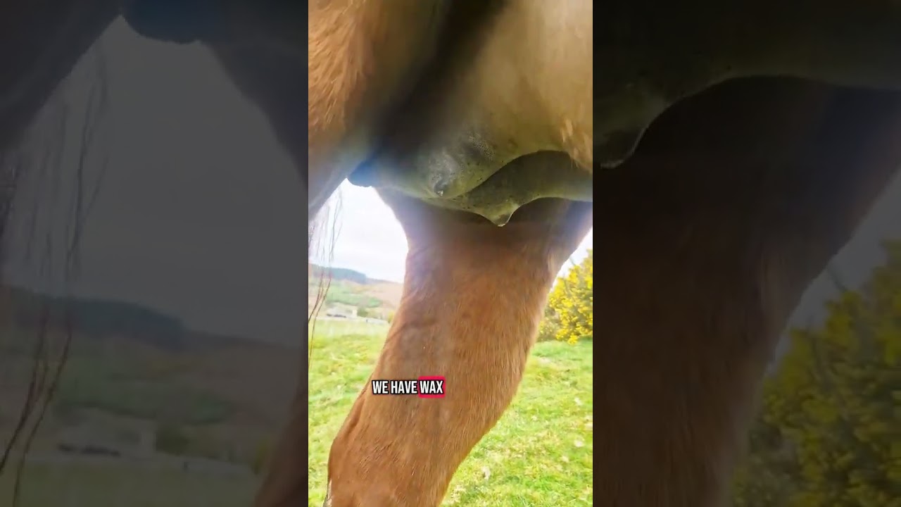 #broodmare #foalingseason #broodmareupdate #foals #foaling #quarterhorse #aqha #horsewaxing