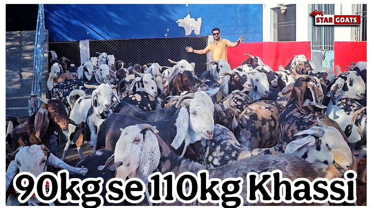 Wholesale Me Saste Bakre Humare Paas se len Asif STD 88798 09944 Mumbra Mumbai Maharashtra