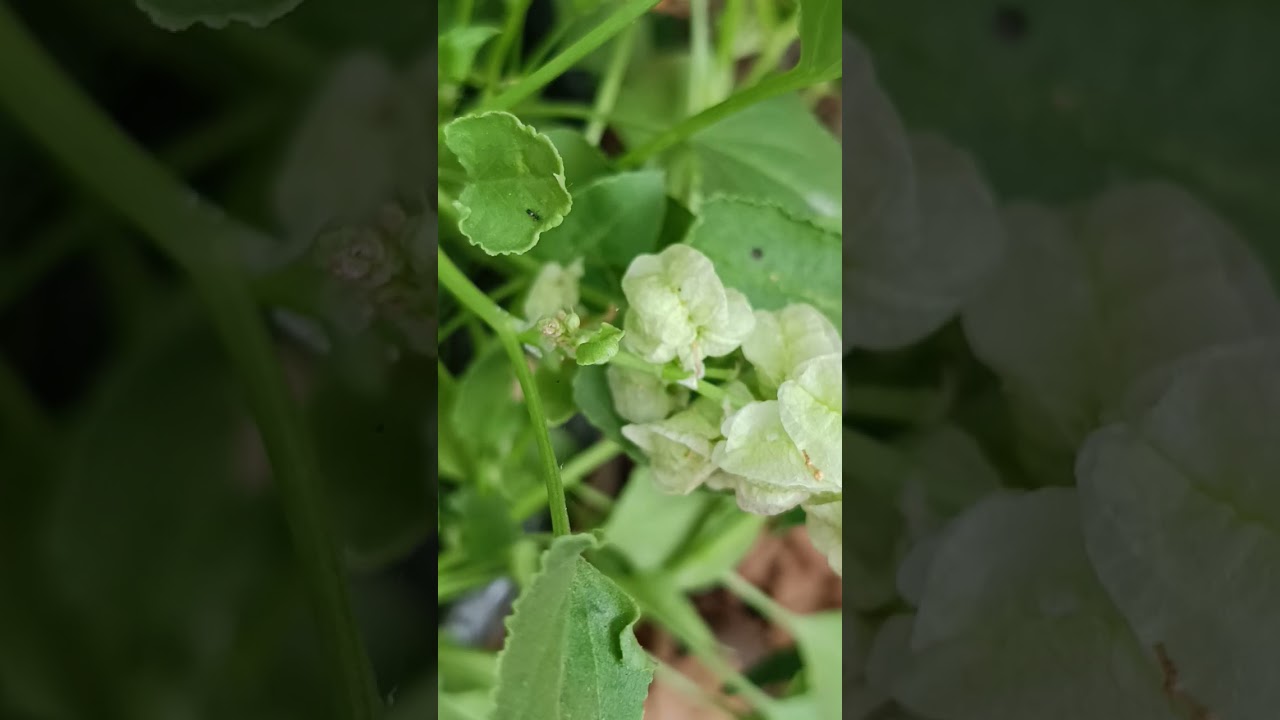 #❤చిన్న తోట్టి – పెద్ద ఫలితం! 🌿 ఫ్రెష్ చుక్కకూర# సీక్రెట్#రోజూ తింటే ఆరోగ్యం డబుల్ 💚 తాజా గ్రీన్#