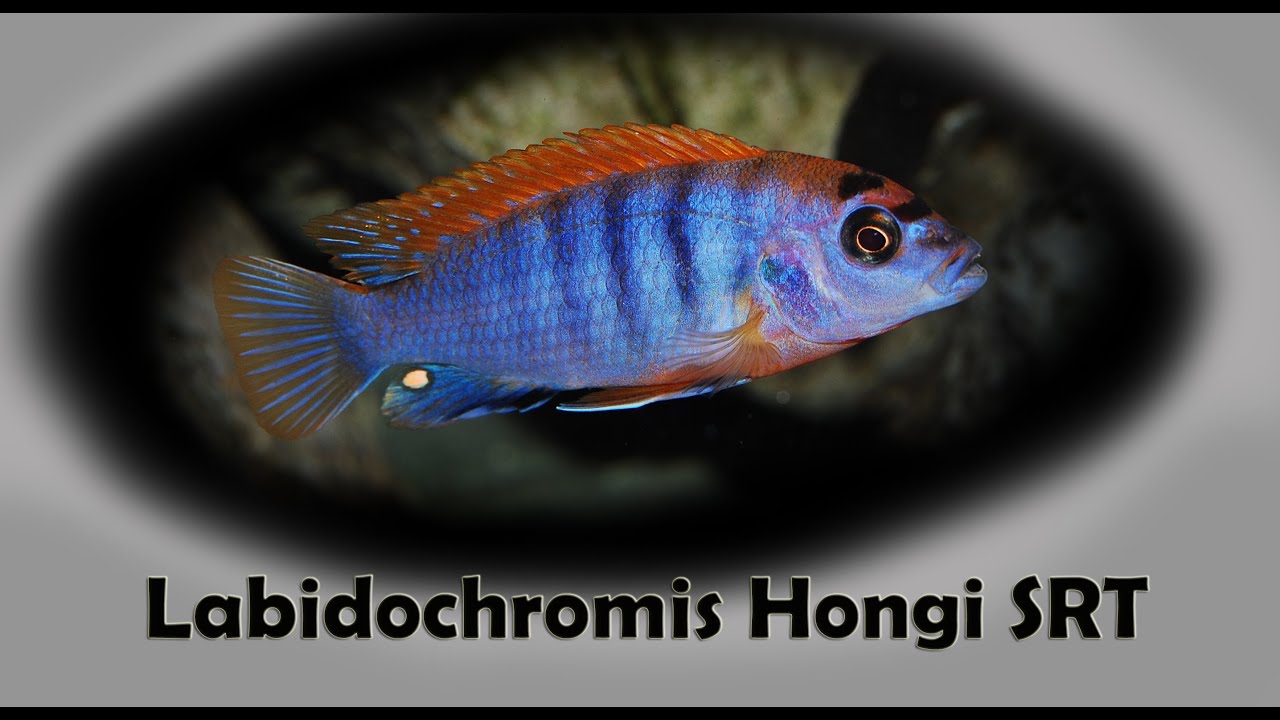 Labidochromis Hongi SRT - Hongi - Mbuna