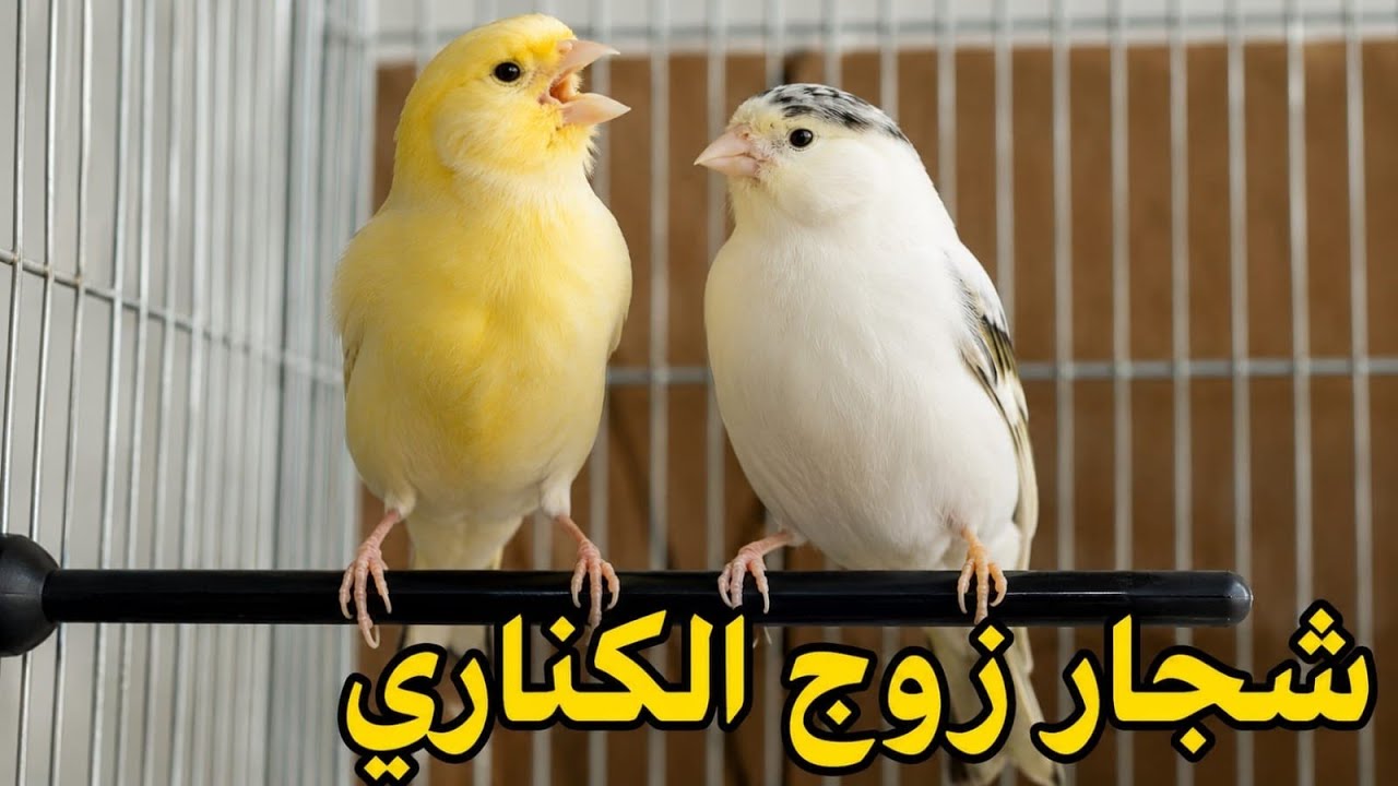 كيف نجعل انثى الكناري تقبل التزاوج من الذكر