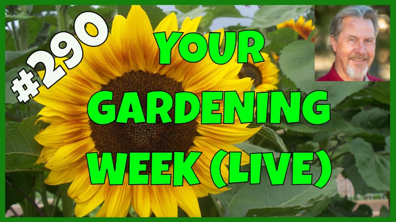 Where to Get Your Seeds (Q&A)