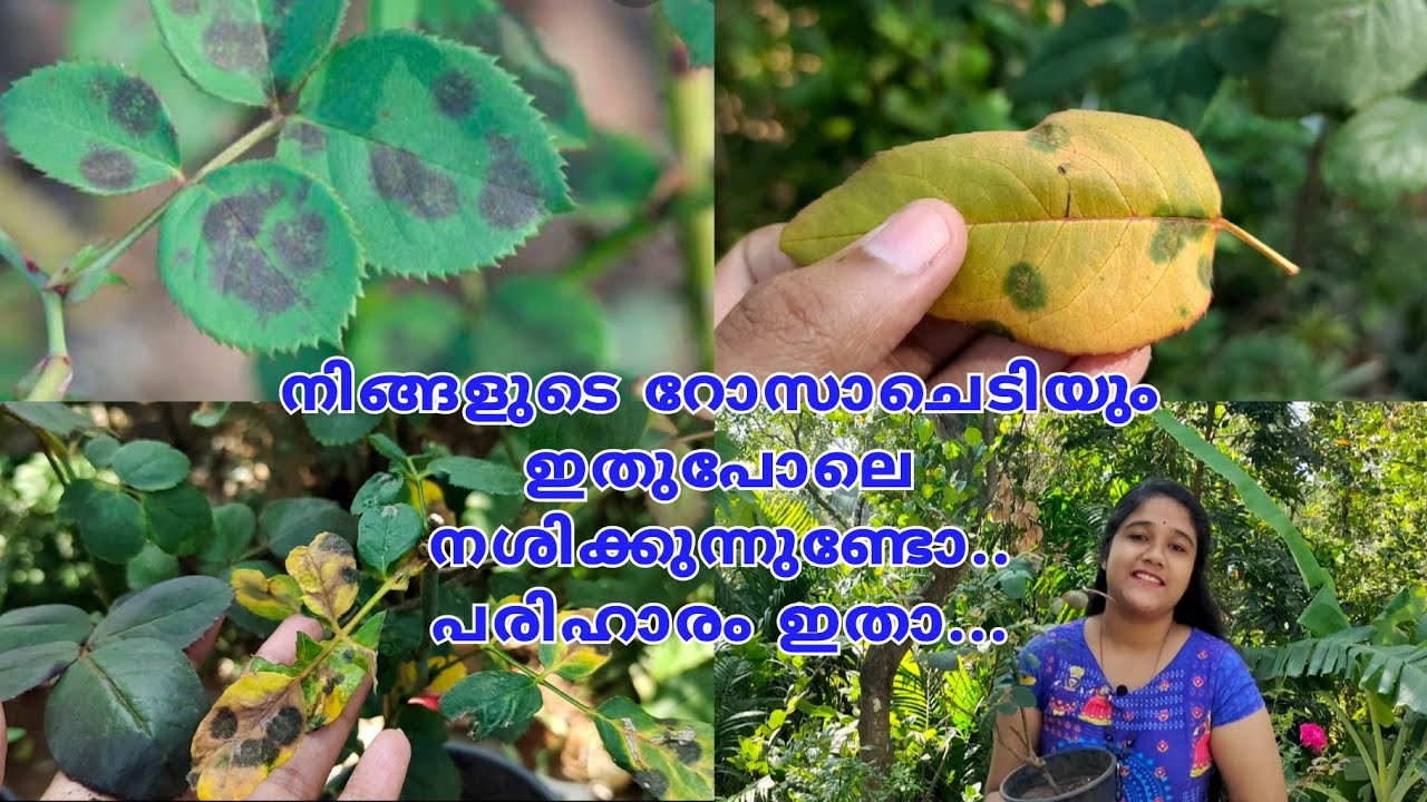 റോസ്  ചെടിയിലെ Black spot രോഗവും പരിഹാരമാർഗവും | Black spot disease in Rose and Treatment