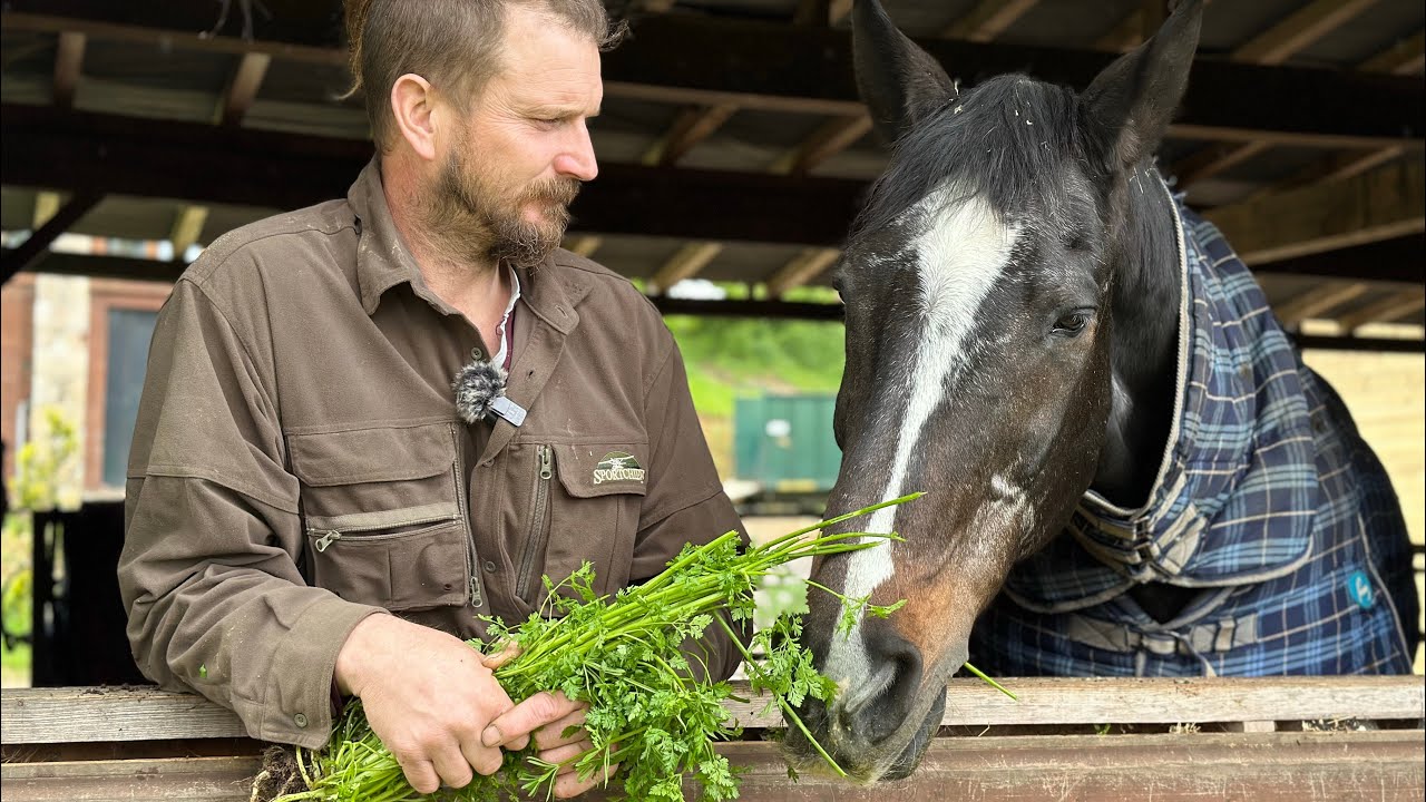 Retired competition horse gets a new view