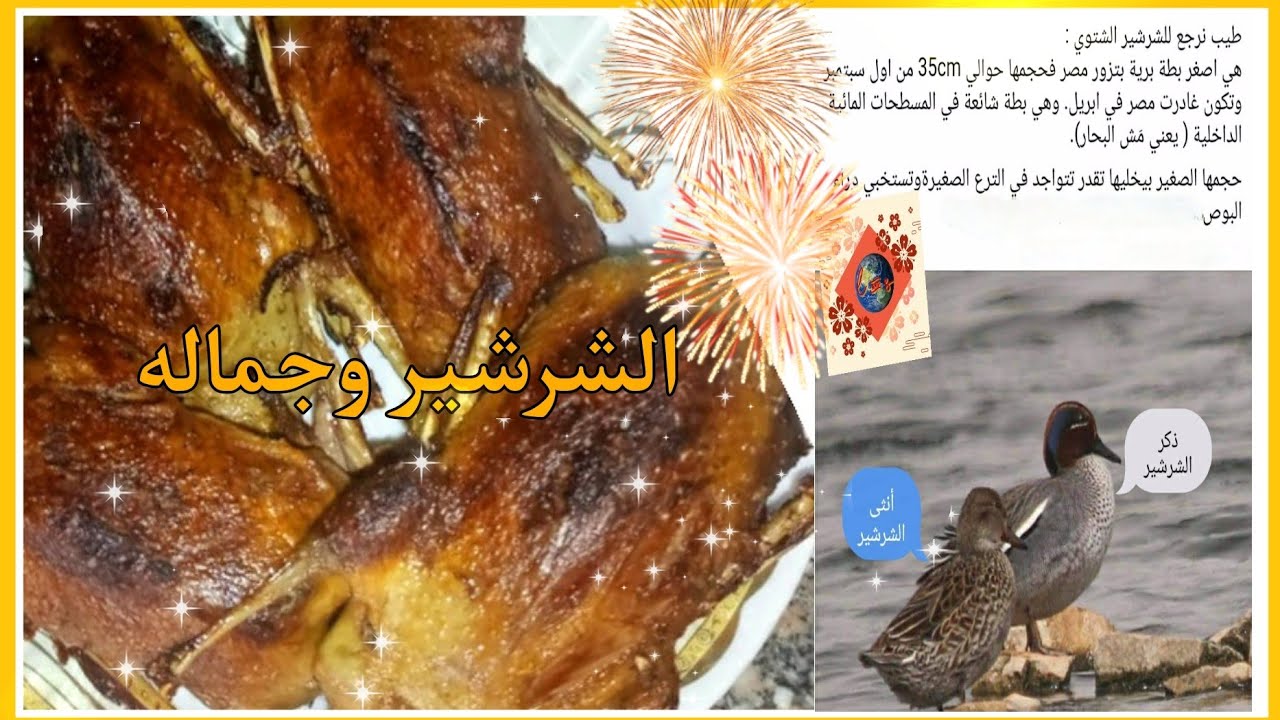 أقوى وألذ بط شرشير من لولى وسوما والطعم يجنن 🦆 Tasty Gargani