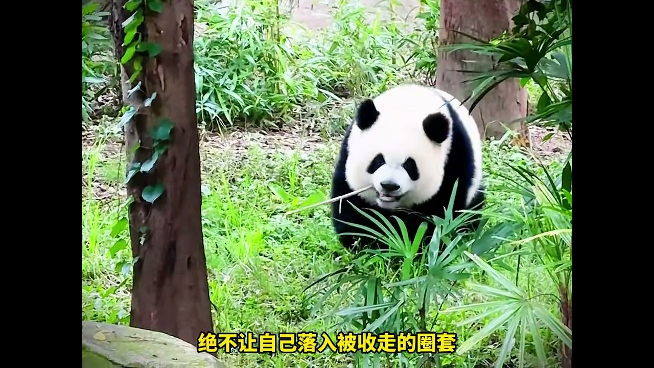 最犟的崽最会“套路”！奇三妹反向管理外公，网友：这爱太“沉重”！