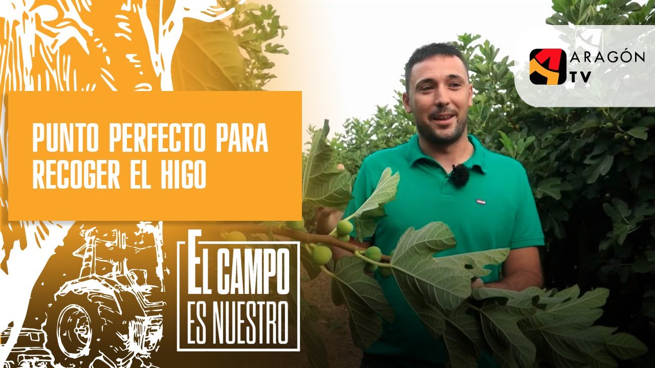 ¿Cuál es el punto perfecto para coger el higo?