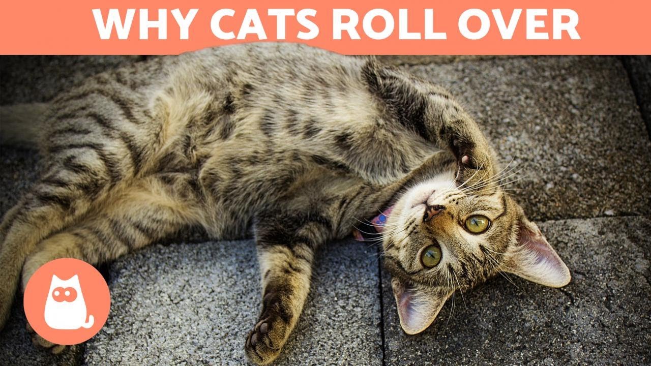 Why Does My Cat ROLL OVER When He Sees Me?