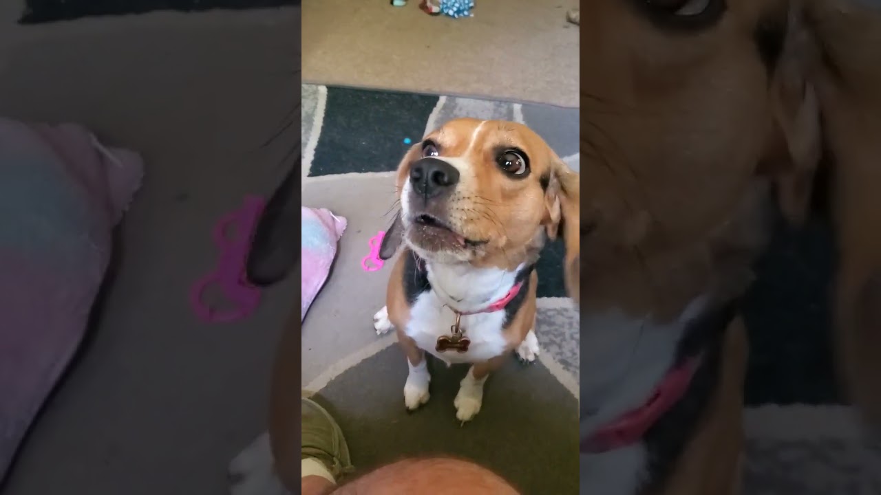 #beagle
