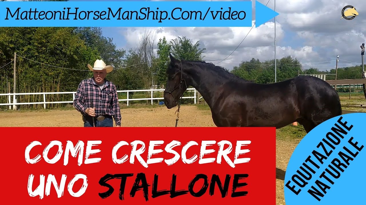 Come crescere uno stallone