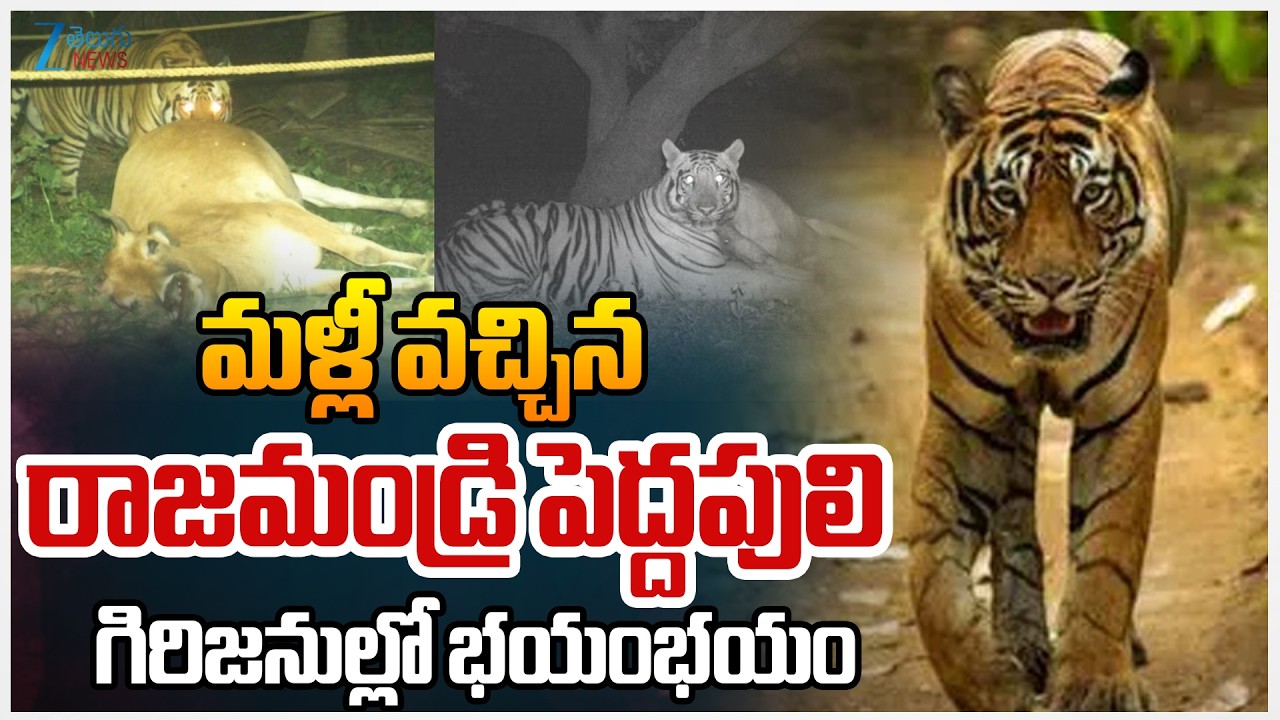 Rajahmundry Tiger Latest Updates | Tiger Re Entry | మళ్లీ వచ్చిన రాజమండ్రి పెద్దపులి గిరిజనుల్లో భయం