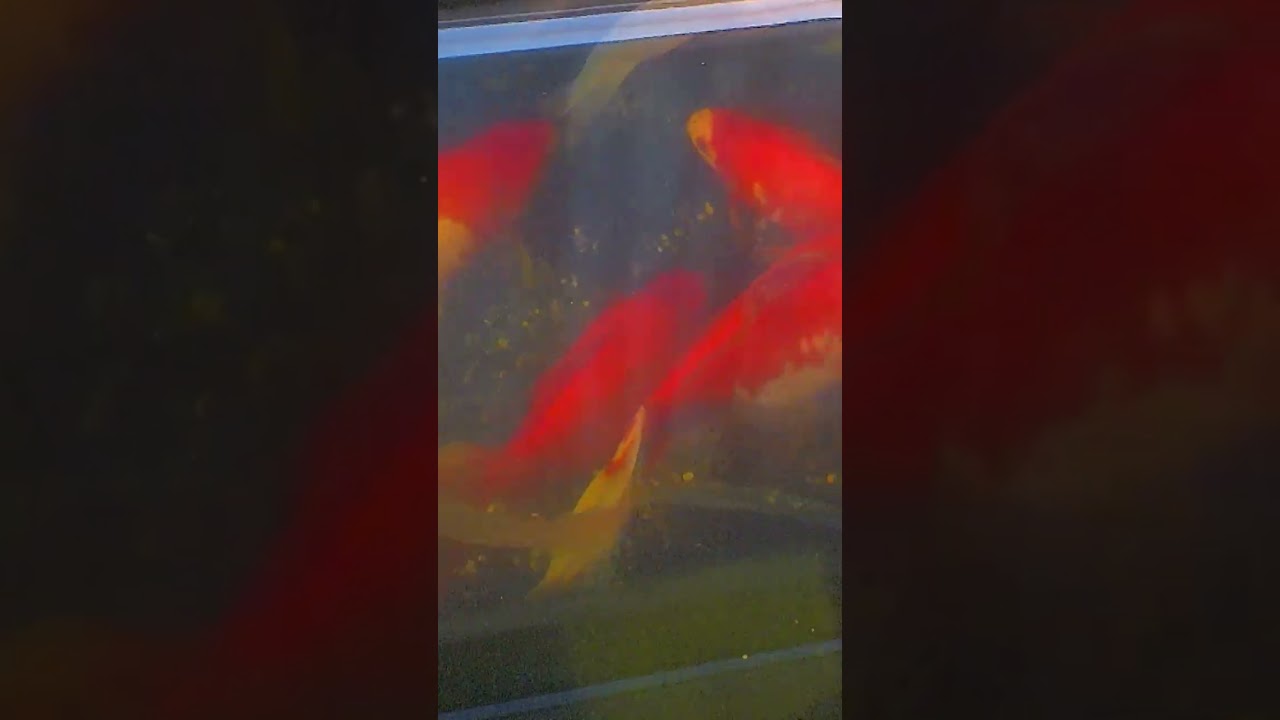 Ziggy, Hannah & Pond Fish Update ~ 11/24/25