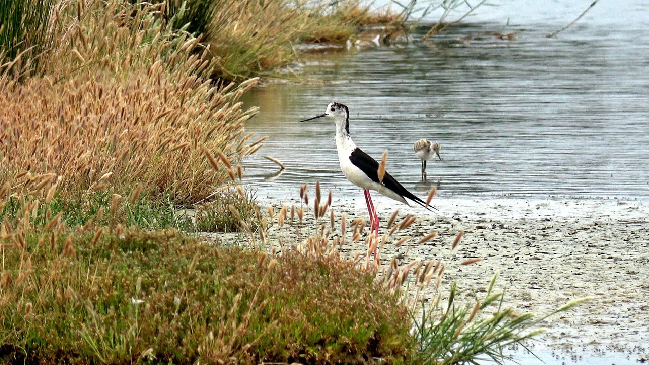 Balade à la réserve ornithologique du Teich, sur le bassin d'Arcachon.
