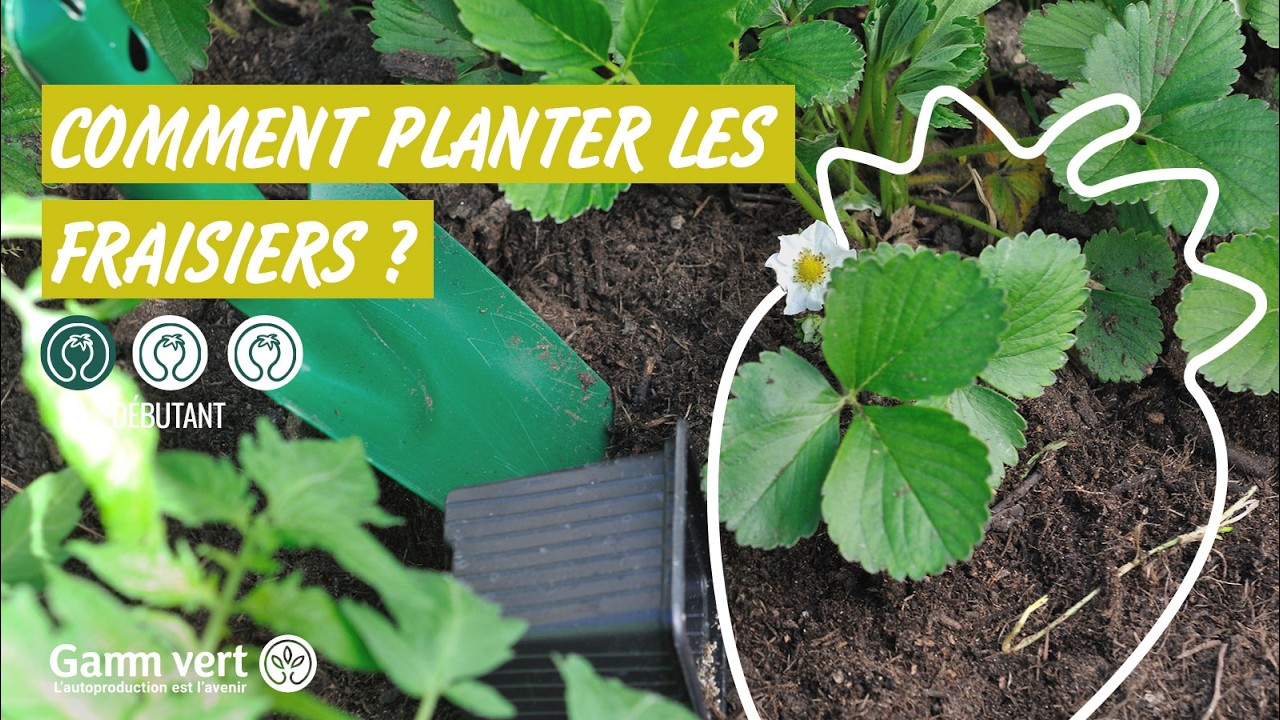 [TUTO] Comment planter mes fraisiers  - Jardinerie Gamm vert