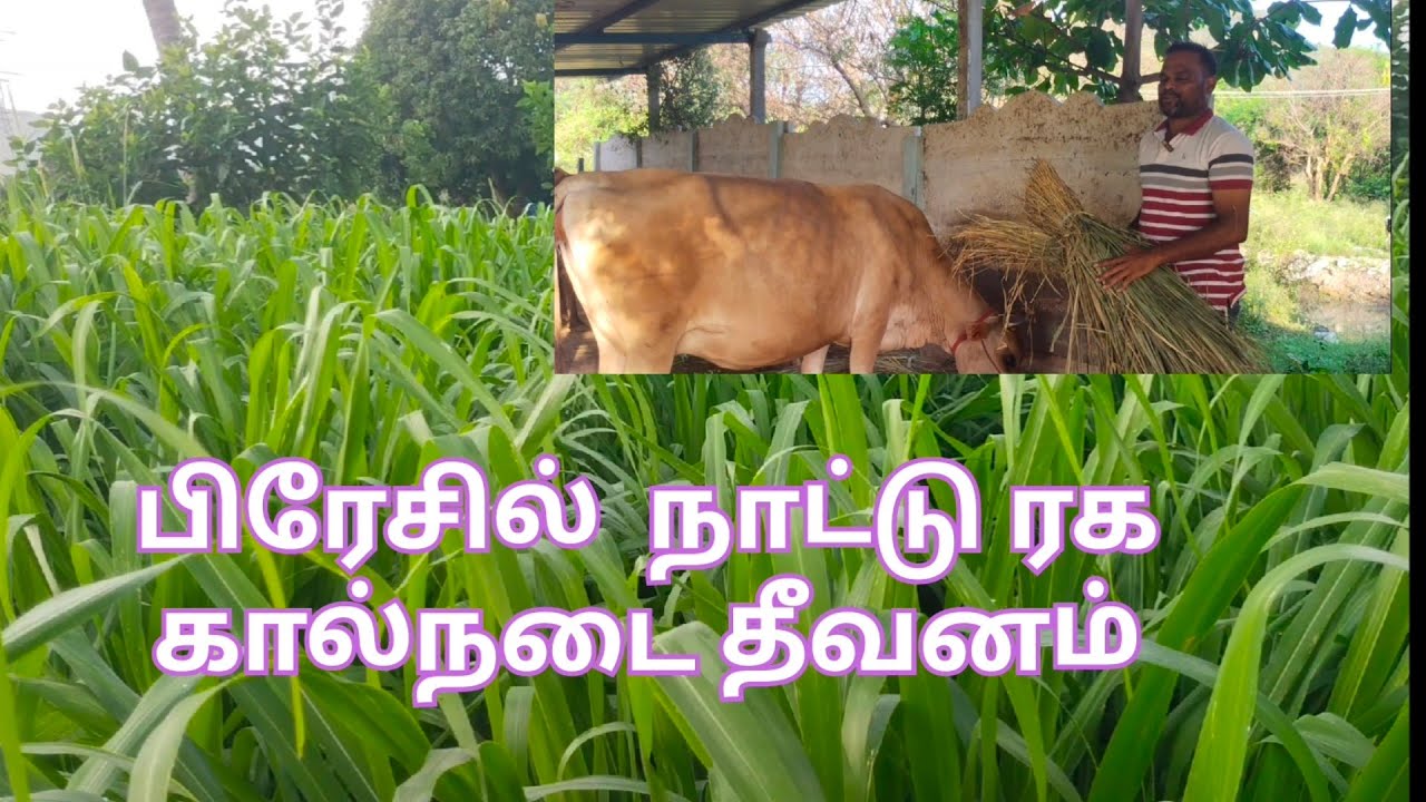 SUPPER MOMBASA // சூப்பர் மொபாஷா // காய வைத்தும் கொடுக்கலாம் தீவன பிரச்னை வராது