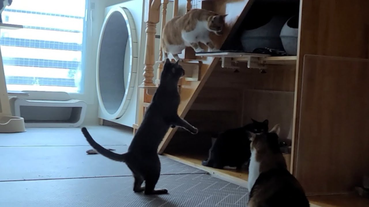 묘생 최대의 적, 최대의 위기!!