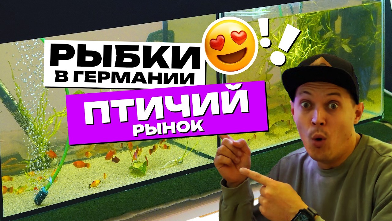 Аквариумный рынок 🐟 Новые рыбки и угадайка с подписчиками! 2 часть