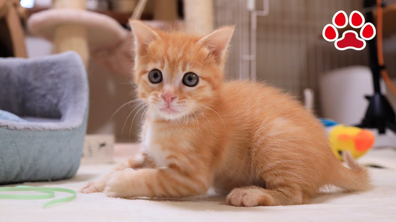 [День спасения 39] Котенок, который не убегает, сколько бы его ни били.