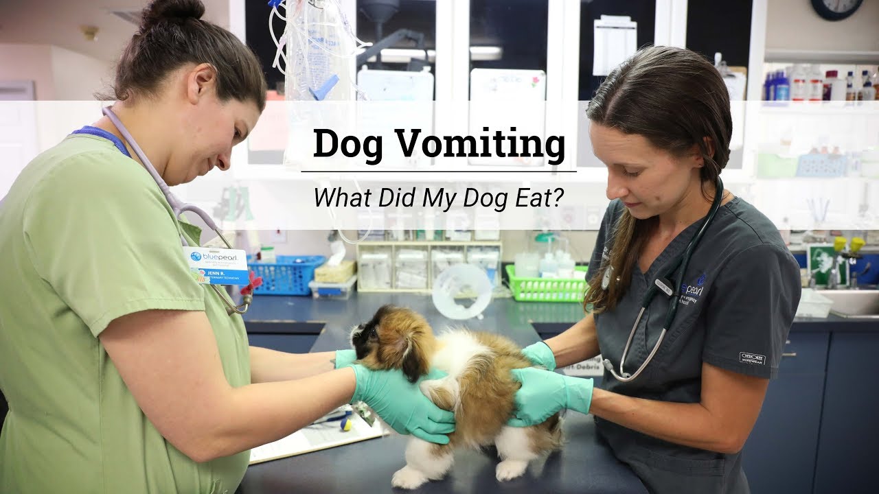 Dog Vomiting - What Did My Dog Eat?