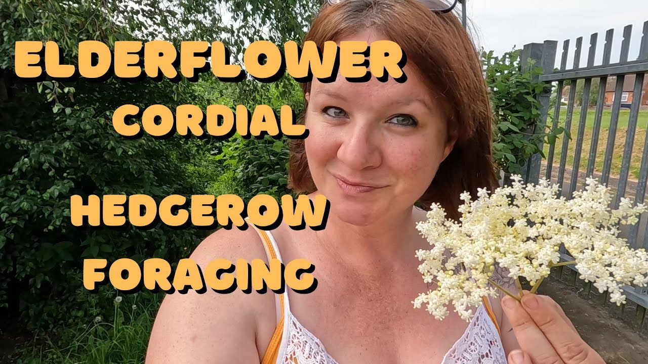 Hedgerow Foraging For Elderflower To Make Cordial To Last A Year.
