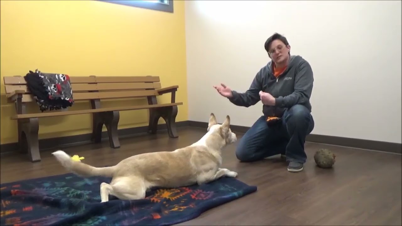 Bobo -fun, smart dog and ready for adoption at Brown County Humane Society