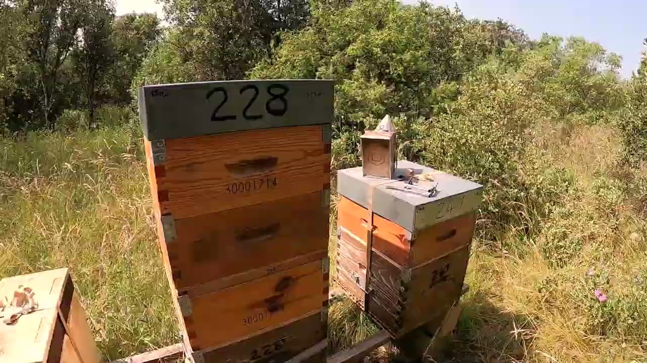 APICULTURE. E79 Méthode de récolte facile et douce pour les abeilles