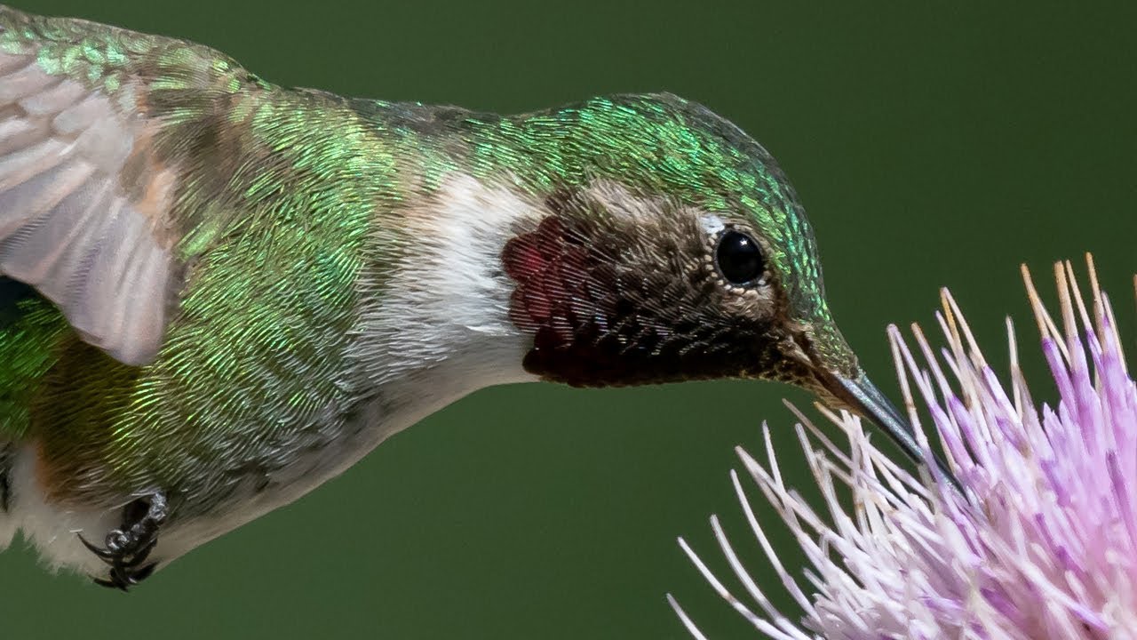 Nikon D850 & D500 Capture Incredible Detail &  High Speed Action Hummingbird In Flight Photography
