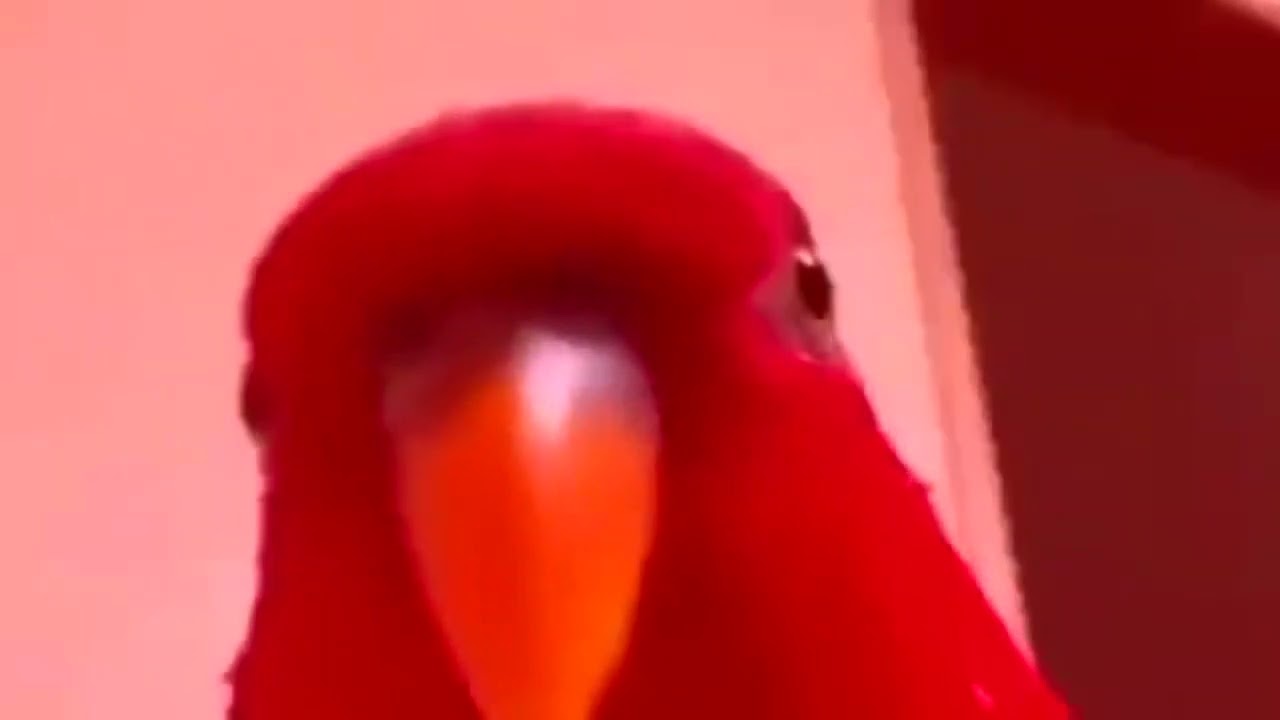 Red Bird - Megaman Zero vs Omega Zero