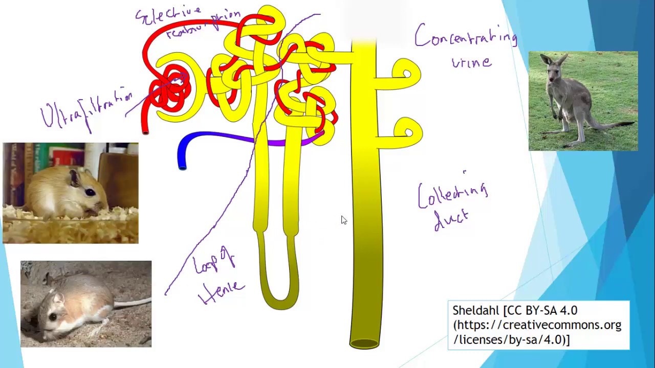 Excretion for IGCSE part 2; Ultrafiltration and Reabsorption