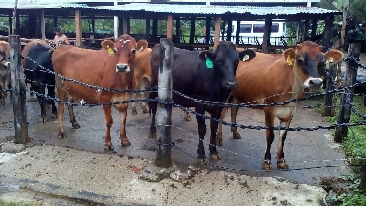 Criadero de ganado Jersey en El Salvador