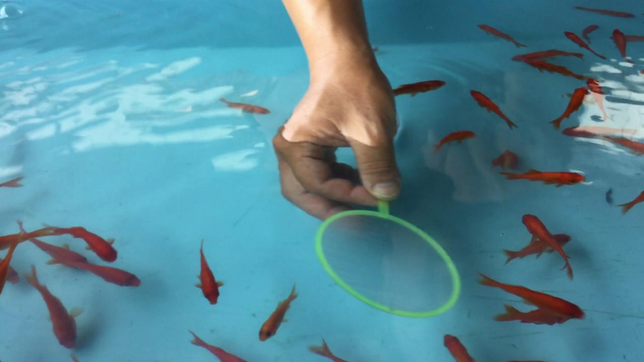 金魚すくい塾　塾長が教える　金魚すくいのコツ　横バージョン