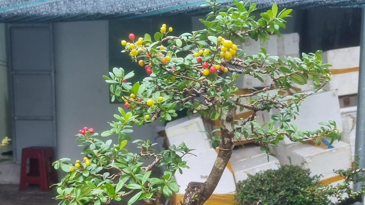 ae ngấm vv nha hải  châu nha  ae