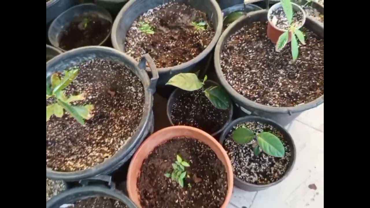 Repotting 3 more Eugenia species and an Abiu (all seedlings).