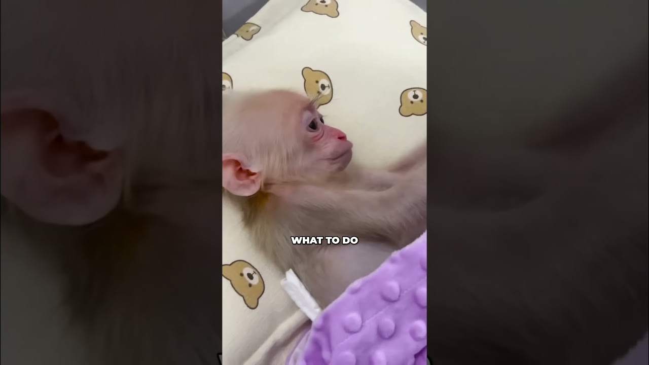 Baby Monkey's High Fever! Dad's First Time #short #shorts #monkey