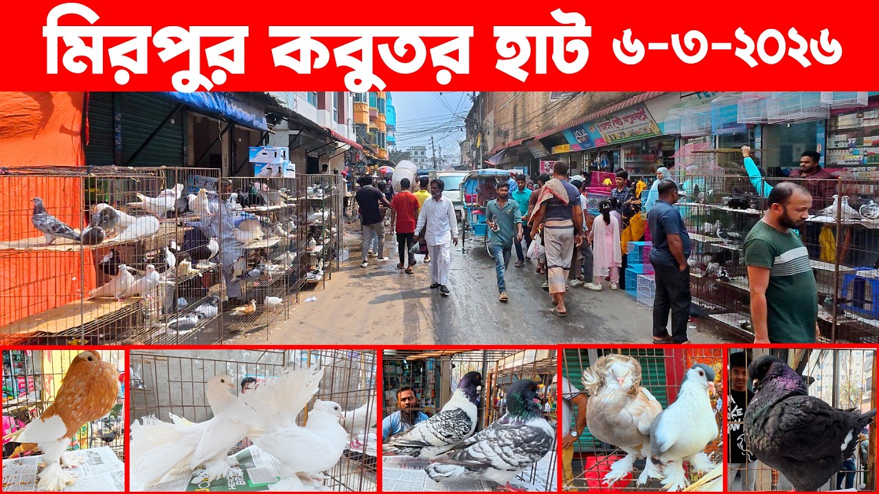 মিরপুর কবুতর হাট ৬-৩-২০২৬ | kobutor hat-2026 | pigeon market in bd | Mirpur kobutor hat