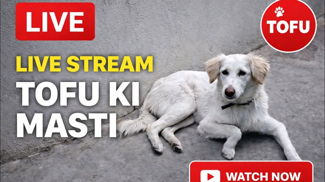 “LIVE: Tofu is Watching You 👀🐶”