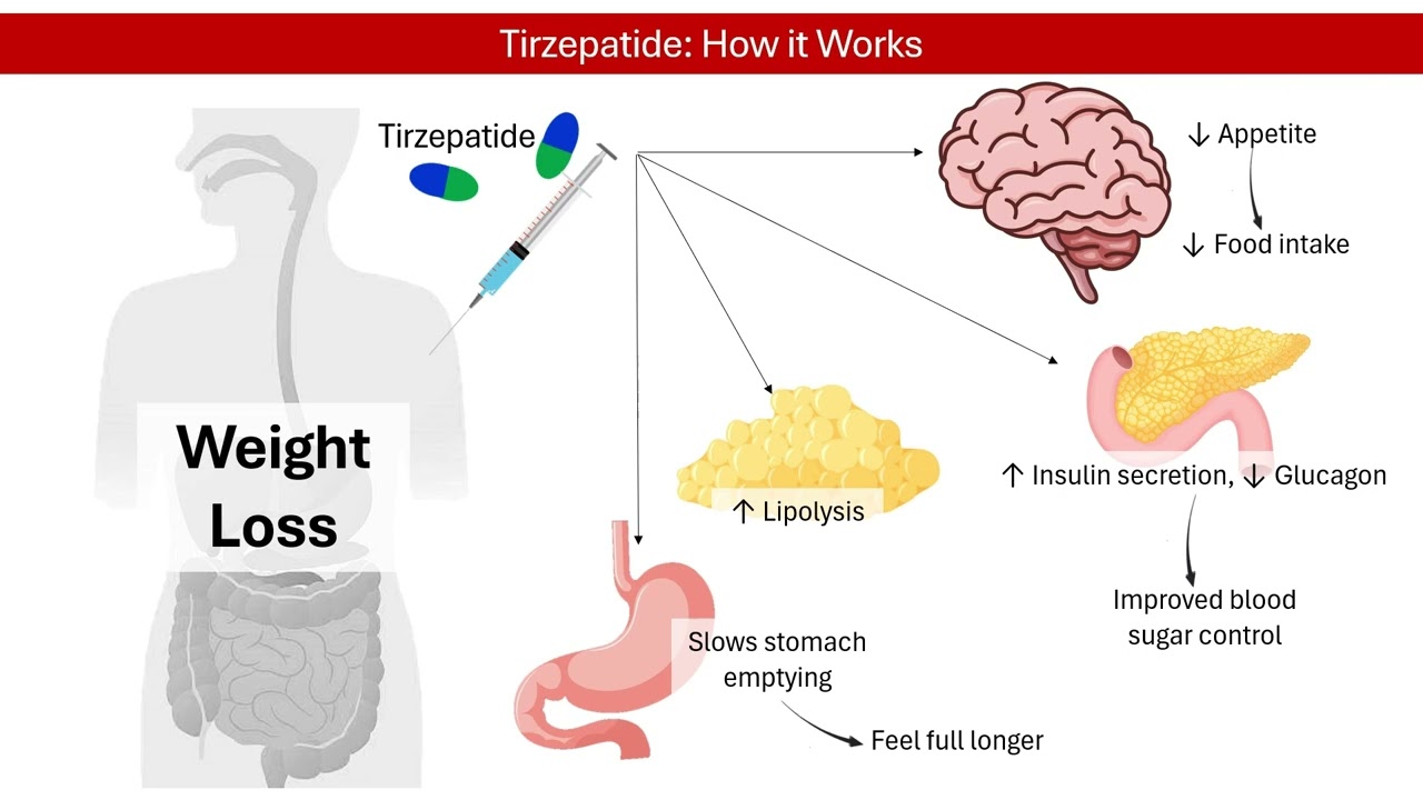 Tirzepatide: How Does It Work for Weight Loss? │ Pharmacology
