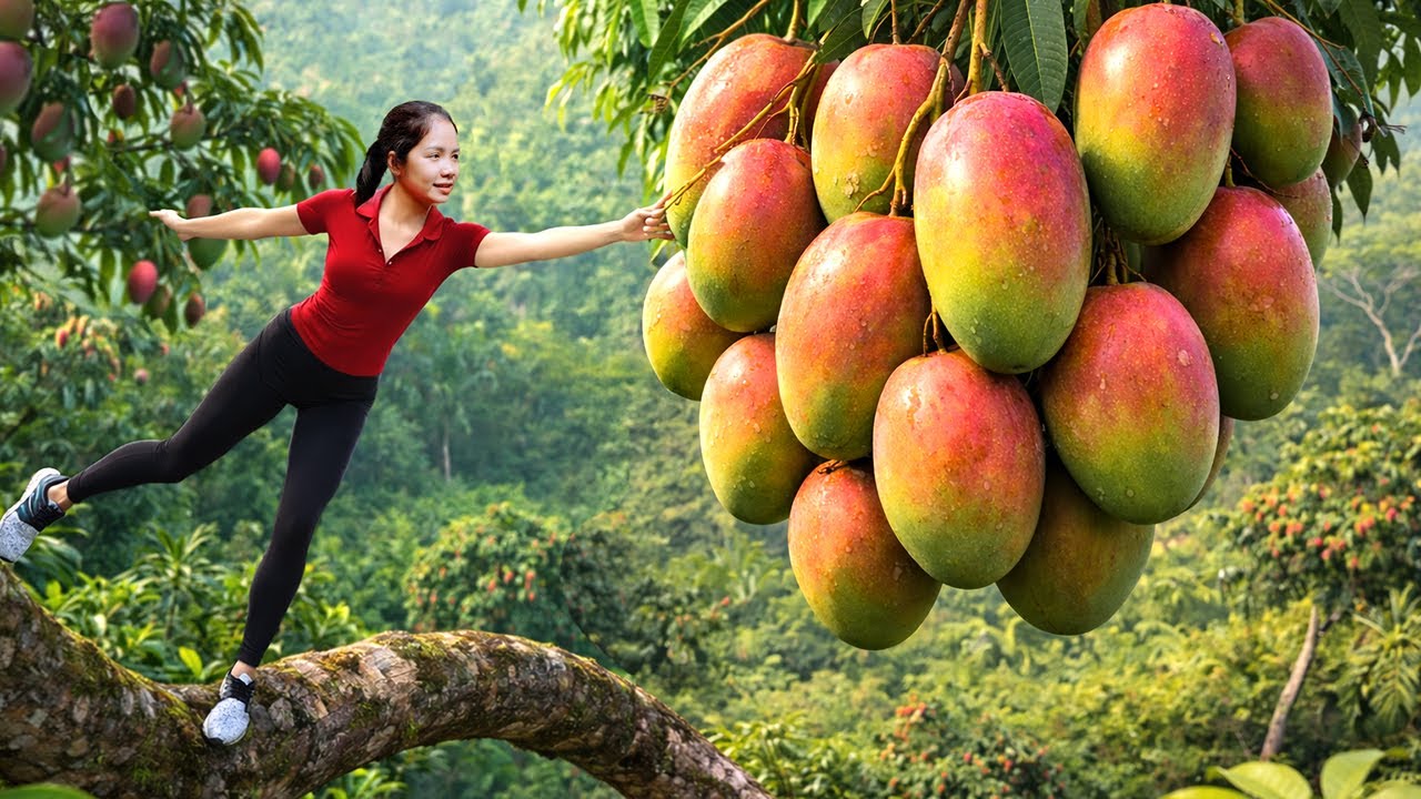 Harvesting 1000+ Giant Australian Mango Goes To Market Sell, Gardening & Cooking | Farm Life