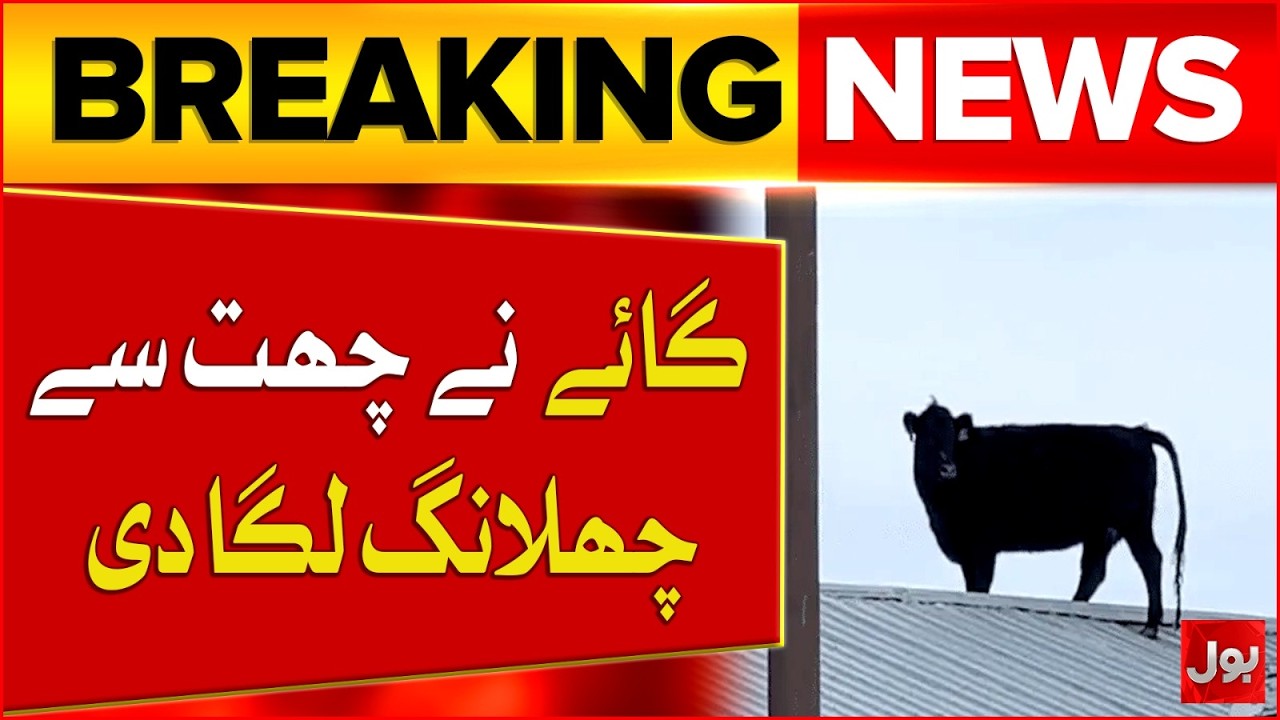 In a Tragic Accident Cow Jumps Off From The Roof | Eid Al Adha 2026 | Bol News