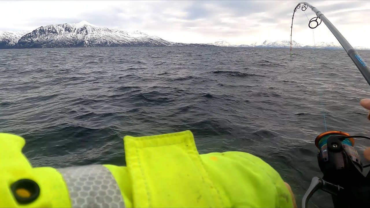 Wędkarstwo w Norwegii. Good Way Fishing. Dorsze na gumę - Senja