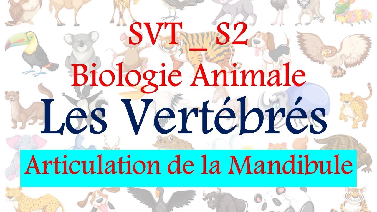 Biologie Animale : Articulation de la Mandibule
