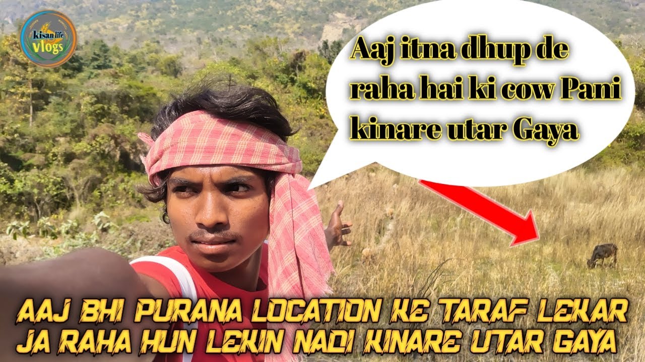  Naj itna dhup de raha hai ki cow Pani kinare utar Gaya Pani jaane ka rasta mogra‎⁨@kisanvlogs566
