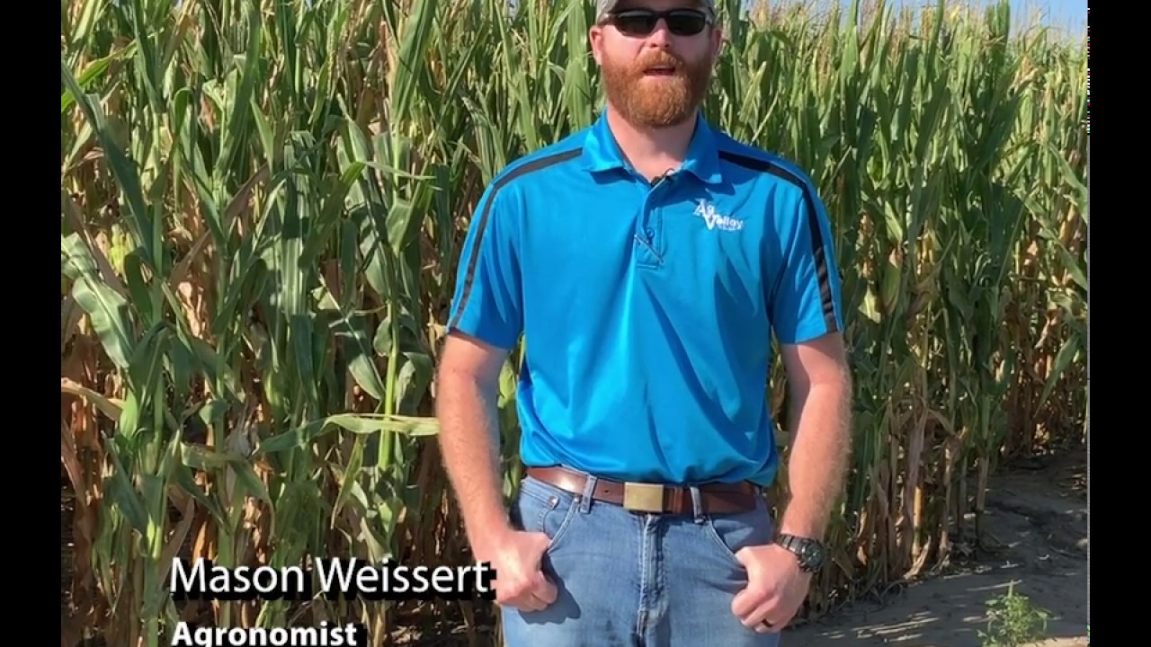 In the Field with Ag Valley Agronomy: Last Irrigation Prediction