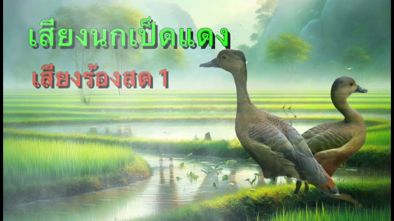 เสียงนกเป็ดน้ำ ร้องเรียกฝูง 4 | ผา ทรนง